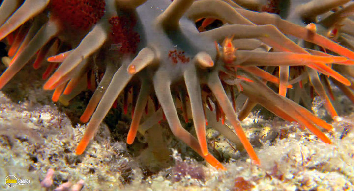 A still #14 from Visions of the Sea: Explorations (2007)