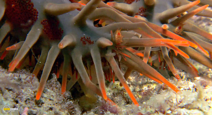 A still #20 from Visions of the Sea: Explorations (2007)