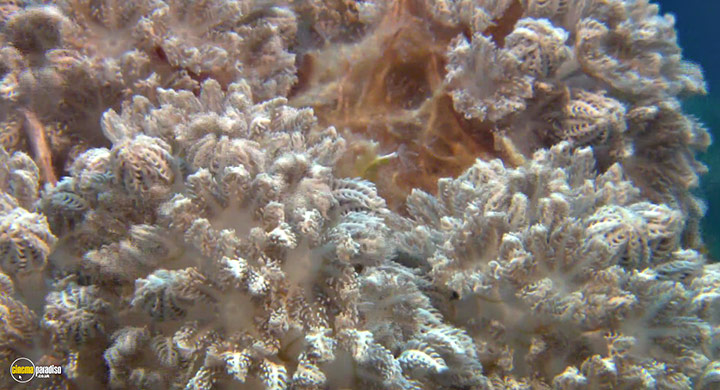 A still #21 from Visions of the Sea: Explorations (2007)