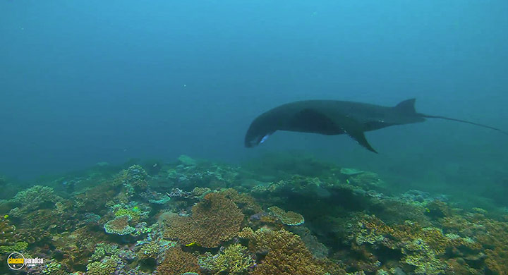 A still #15 from Visions of the Sea: Explorations (2007)