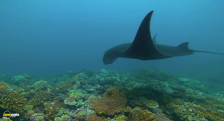 A still #1 from Visions of the Sea: Explorations (2007)
