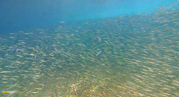 A still #24 from Visions of the Sea: Explorations (2007)