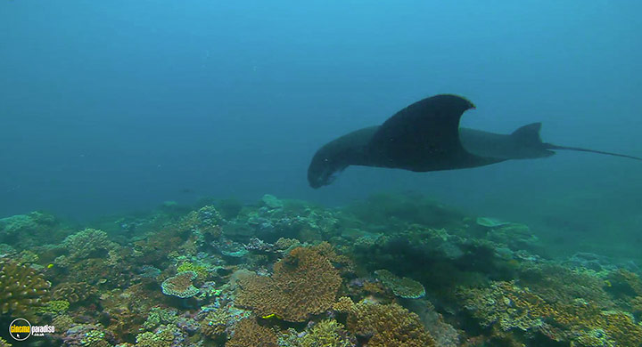 A still #25 from Visions of the Sea: Explorations (2007)