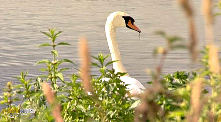 A still #19 from Thames Wildlife: Superhighway (2007)