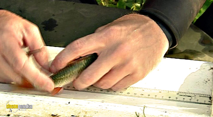 A still #31 from Thames Wildlife: Superhighway (2007)