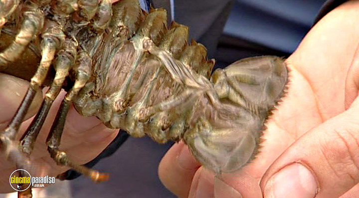 A still #51 from Thames Wildlife: Superhighway (2007)