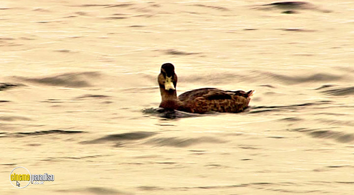 A still #57 from Thames Wildlife: Superhighway (2007)