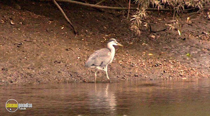 A still #61 from Thames Wildlife: Superhighway (2007)