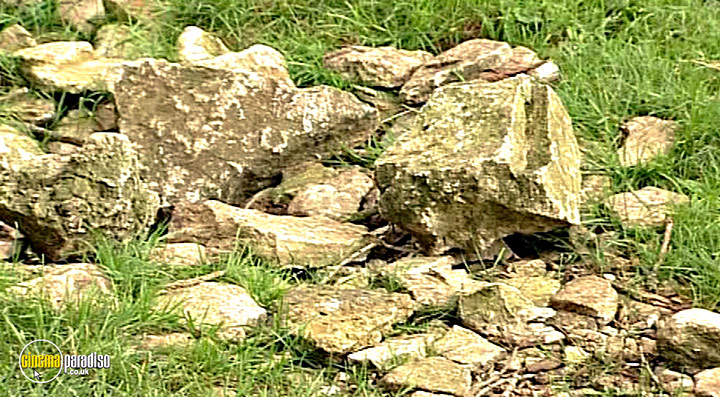 A still #81 from Thames Wildlife: Superhighway (2007)