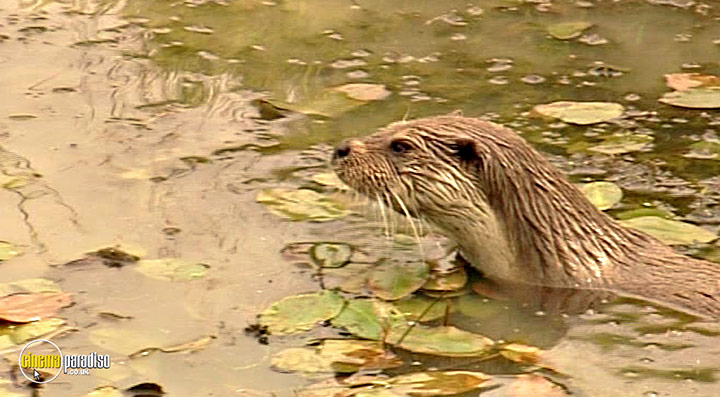 A still #93 from Thames Wildlife: Superhighway (2007)