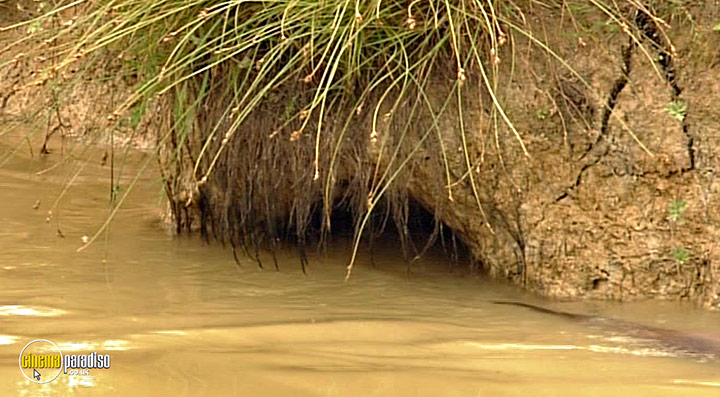 A still #95 from Thames Wildlife: Superhighway (2007)