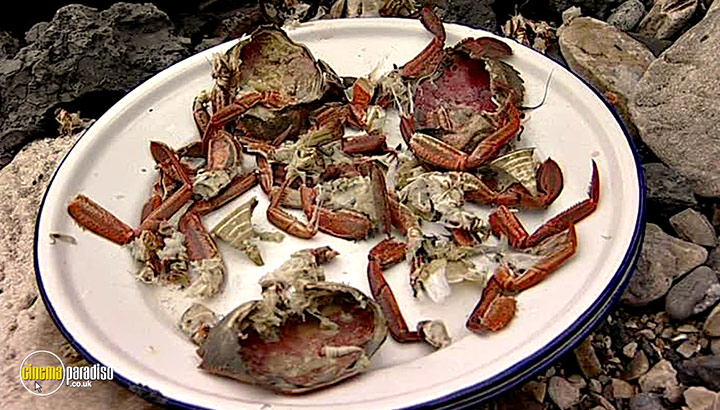 A still #14 from River Cottage Autumn (2008)