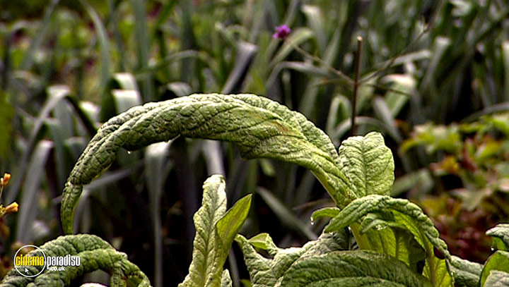 A still #20 from River Cottage Autumn (2008)