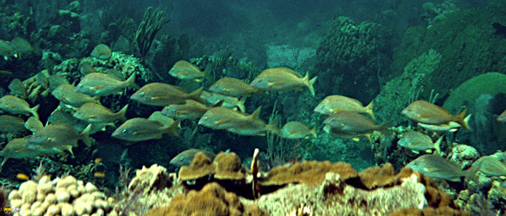 A still #80 from Thunderball (1965)