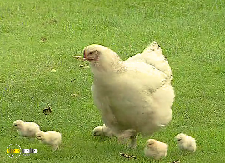 A still #2 from A Guide to Keeping Hens in Your Garden (2003)