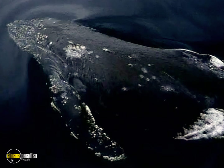 A still #1 from Whales: An Unforgettable Journey (1997)