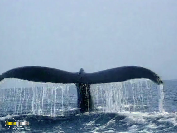 A still #2 from Whales: An Unforgettable Journey (1997)