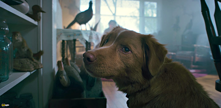 A still #4 from Good Boy (2025)
