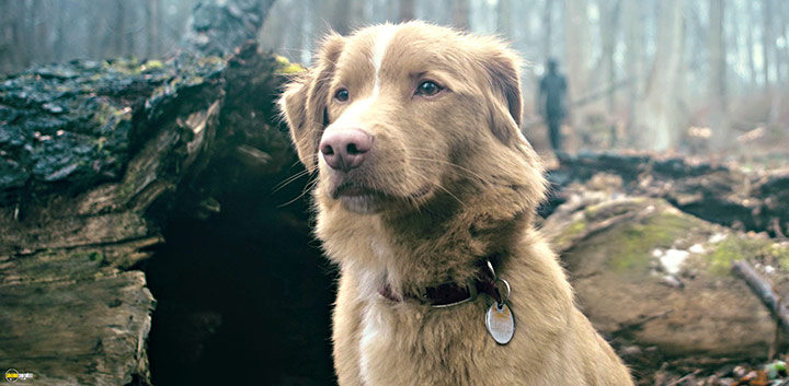 A still #3 from Good Boy (2025)