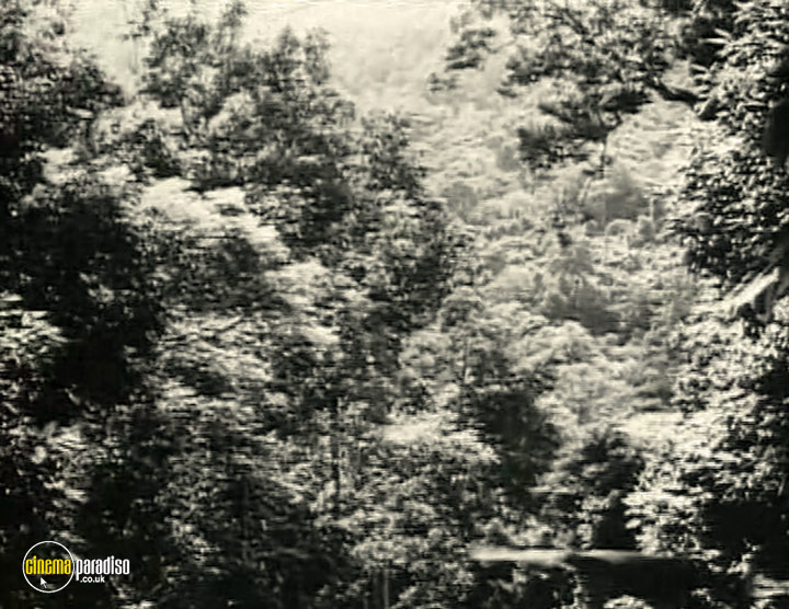A still #4 from The War in the Jungle