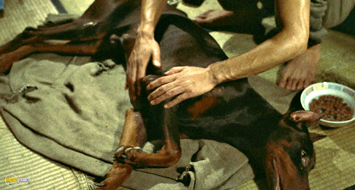 A still #80 from The Boxer (1977)