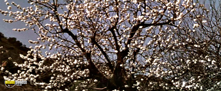 A still #35 from Lust for Life (1956)