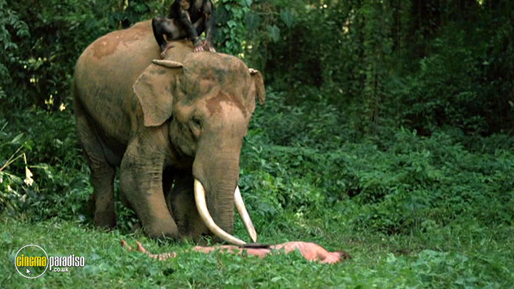 https://cdn-3.cinemaparadiso.co.uk/film-stills/377282-12512-clp-720.jpg