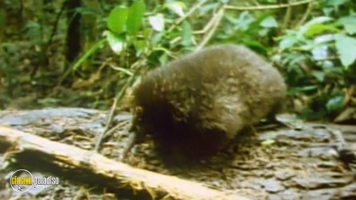 A still #3 from Discovering Australia (2001)