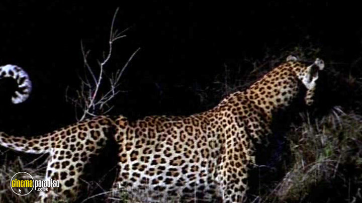 A still #11 from National Geographic: Stalking Leopards (2002)