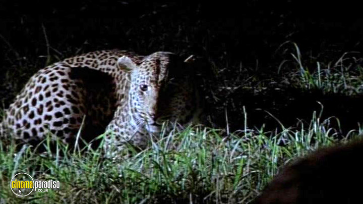 A still #12 from National Geographic: Stalking Leopards (2002)