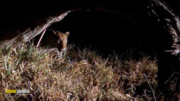 A still #13 from National Geographic: Stalking Leopards (2002)