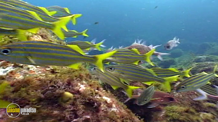 A still #3 from Animal Nation: Spinner Dolphins (2007)