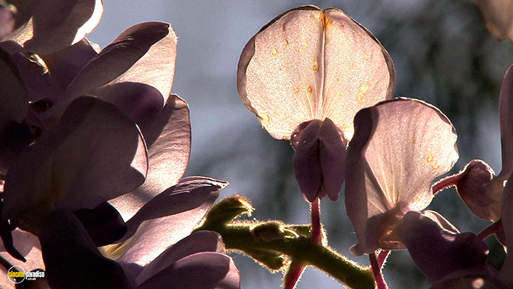 A still #19 from Splendid Spring (2010)