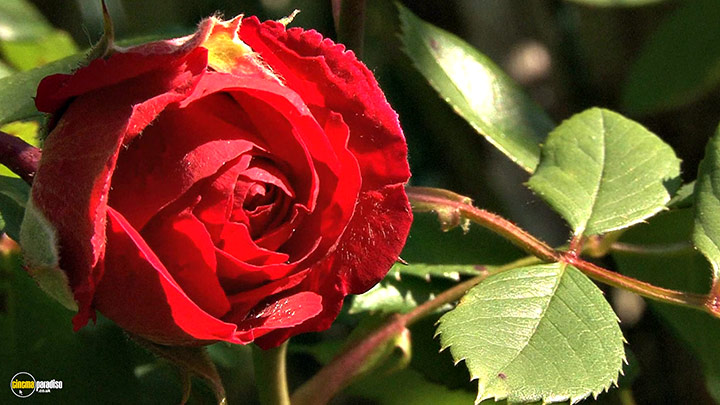 A still #16 from Splendid Spring (2010)