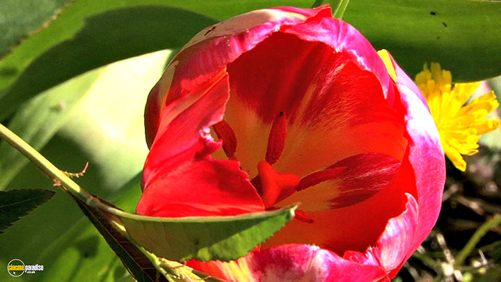 A still #14 from Splendid Spring (2010)