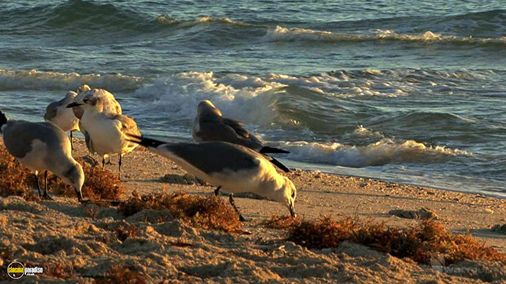 A still #19 from Four Seasons: Sunlit Summer (2010)