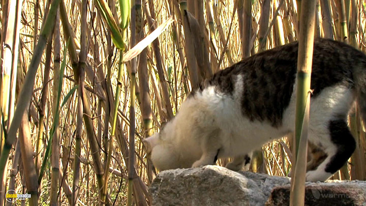 A still #14 from Four Seasons: Sunlit Summer (2010)