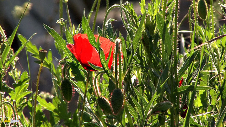A still #11 from Four Seasons: Sunlit Summer (2010)
