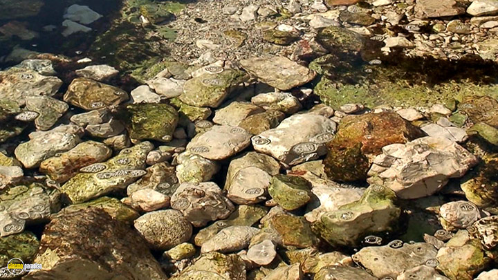 A still #4 from Four Seasons: Sunlit Summer (2010)