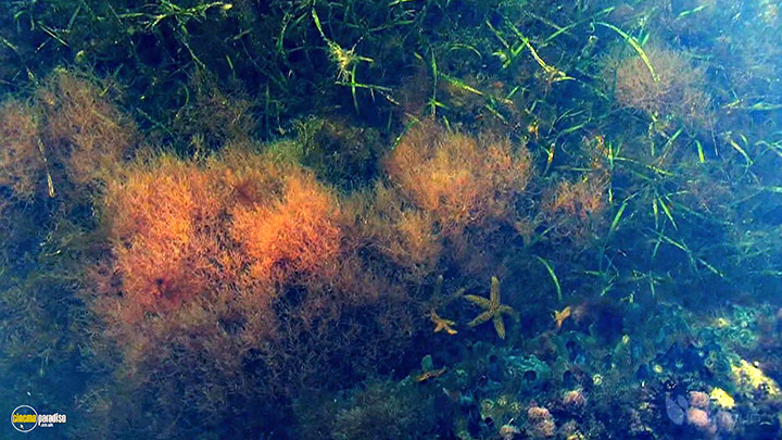 A still #3 from Four Seasons: Sunlit Summer (2010)