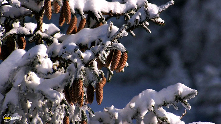 A still #9 from Four Seasons: Sparkling Snow (2010)