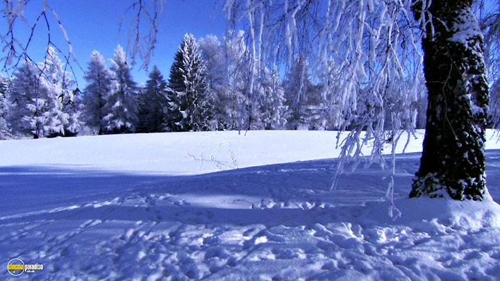 A still #8 from Four Seasons: Sparkling Snow (2010)