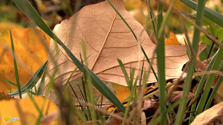 A still #21 from Four Seasons: Adorable Autumn (2010)
