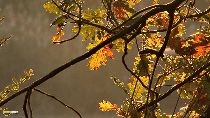 A still #20 from Four Seasons: Adorable Autumn (2010)