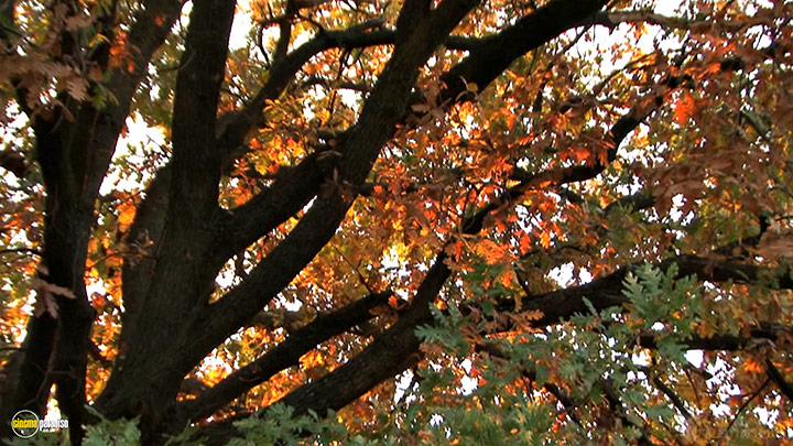 A still #19 from Four Seasons: Adorable Autumn (2010)
