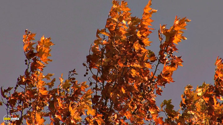 A still #18 from Four Seasons: Adorable Autumn (2010)