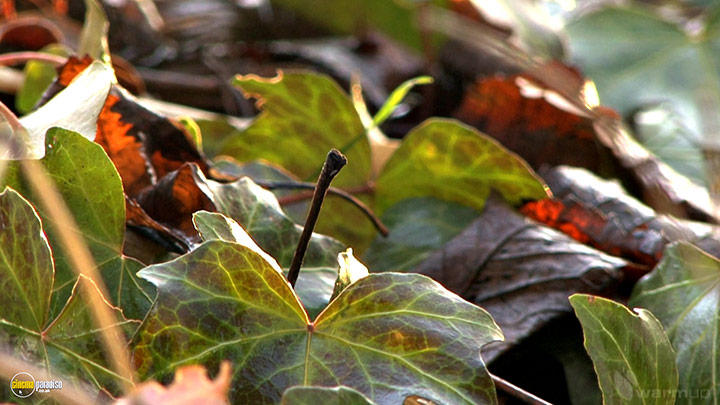 A still #17 from Four Seasons: Adorable Autumn (2010)