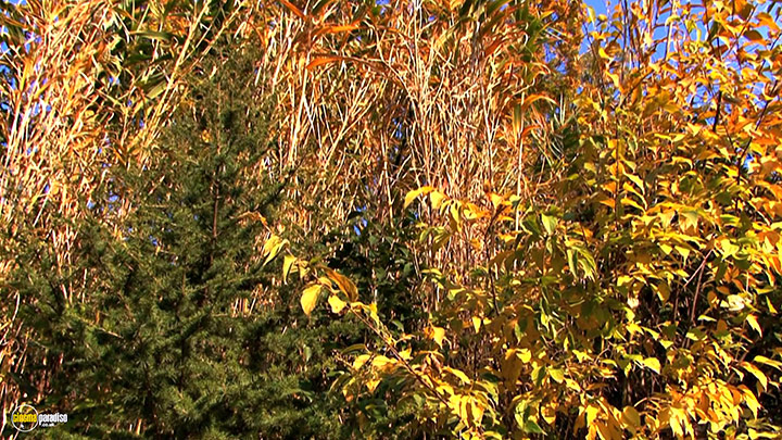 A still #15 from Four Seasons: Adorable Autumn (2010)