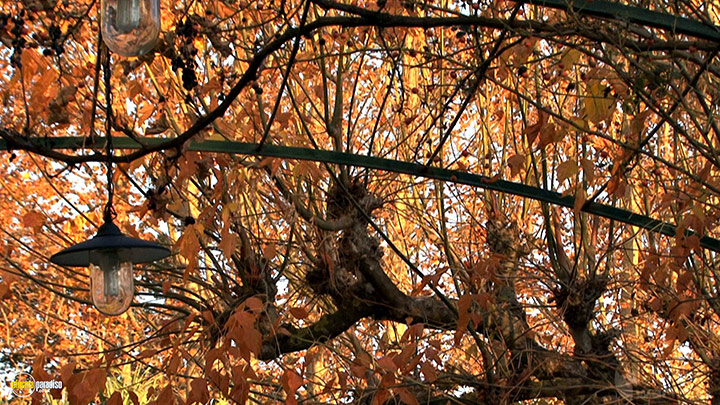 A still #11 from Four Seasons: Adorable Autumn (2010)