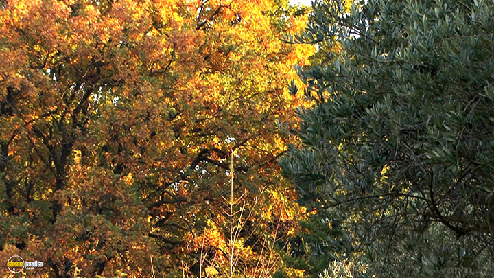A still #9 from Four Seasons: Adorable Autumn (2010)